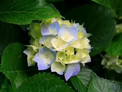Hydrangeas_rsz.jpg